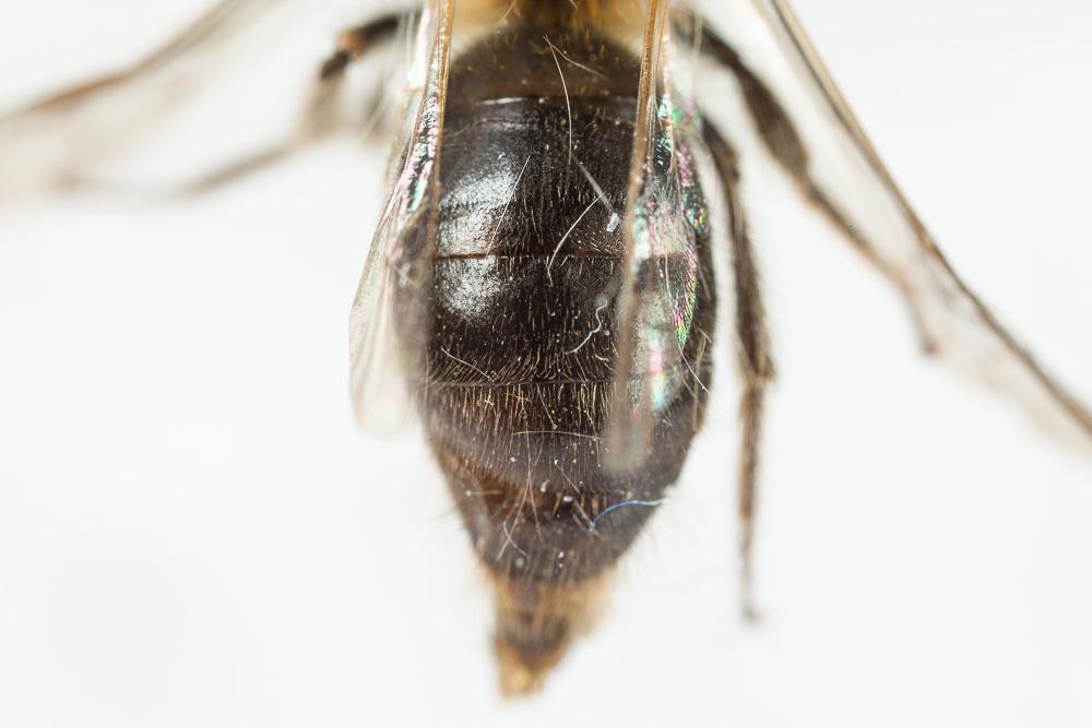 Andrena varians (Kirby, 1802)