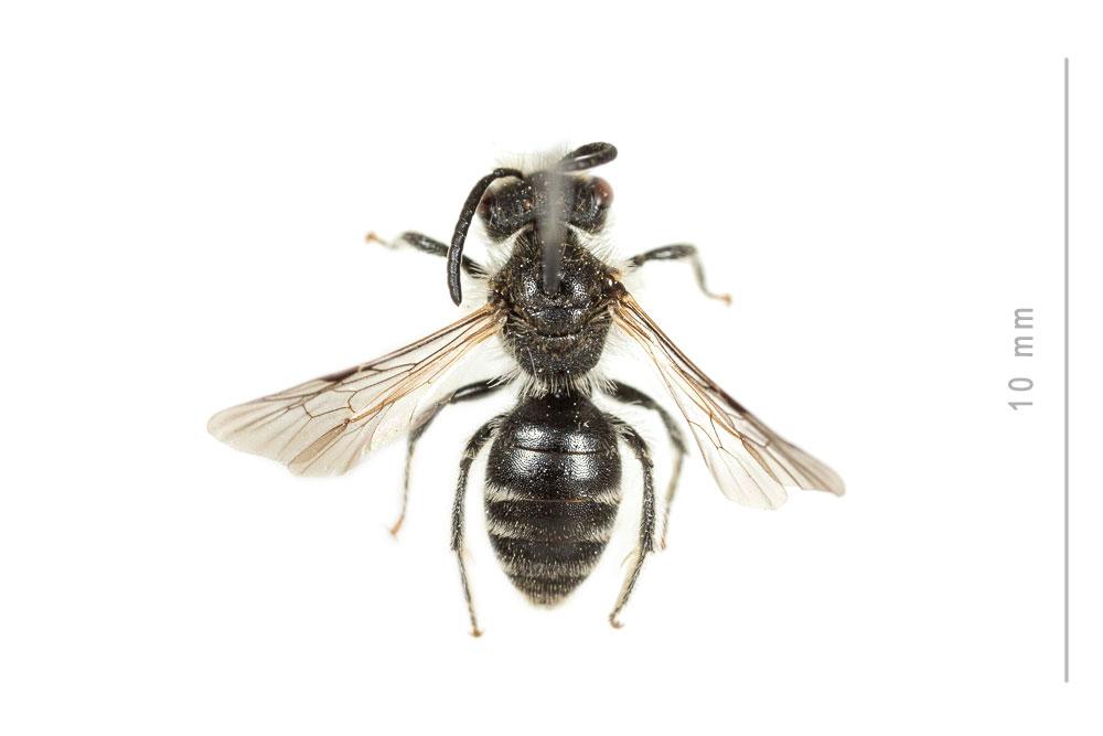 Andrena ventricosa Dours, 1873