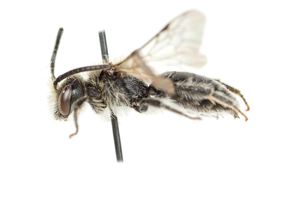  Andrena ventricosa Dours, 1873