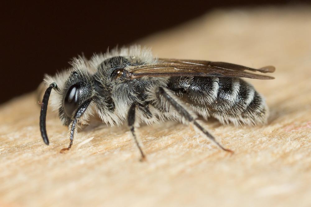  Andrena ventricosa Dours, 1873