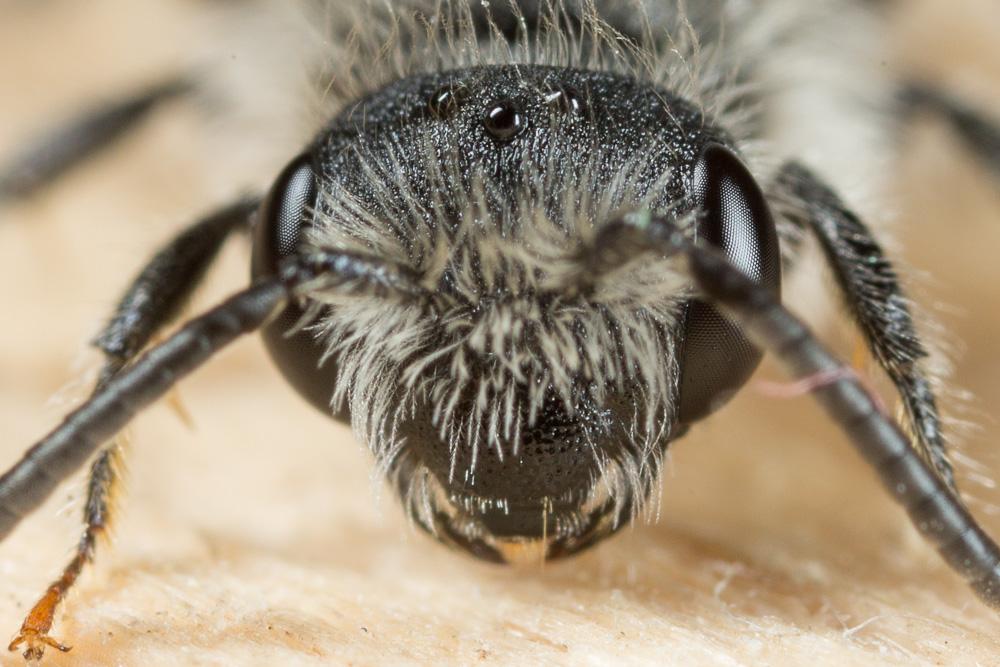 Andrena ventricosa Dours, 1873