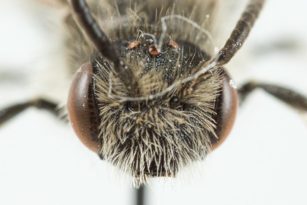 Andrena ventricosa Dours, 1873