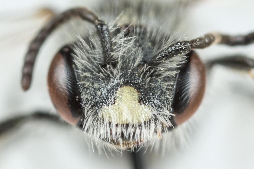 Andrena ventricosa Dours, 1873