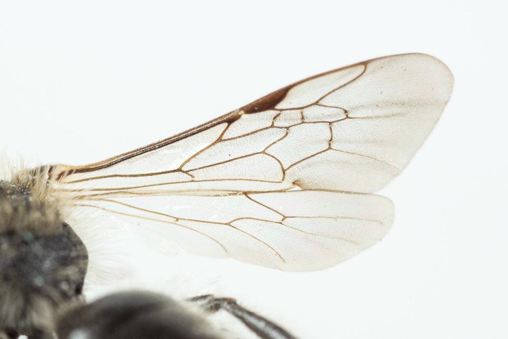 Andrena ventricosa Dours, 1873