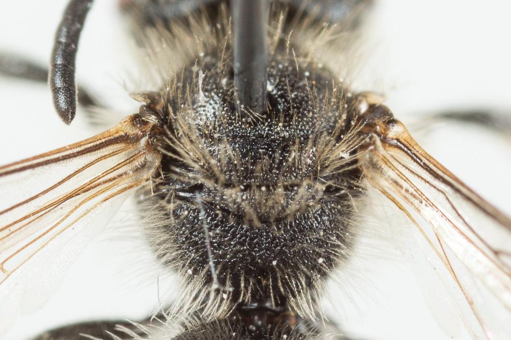Andrena ventricosa Dours, 1873