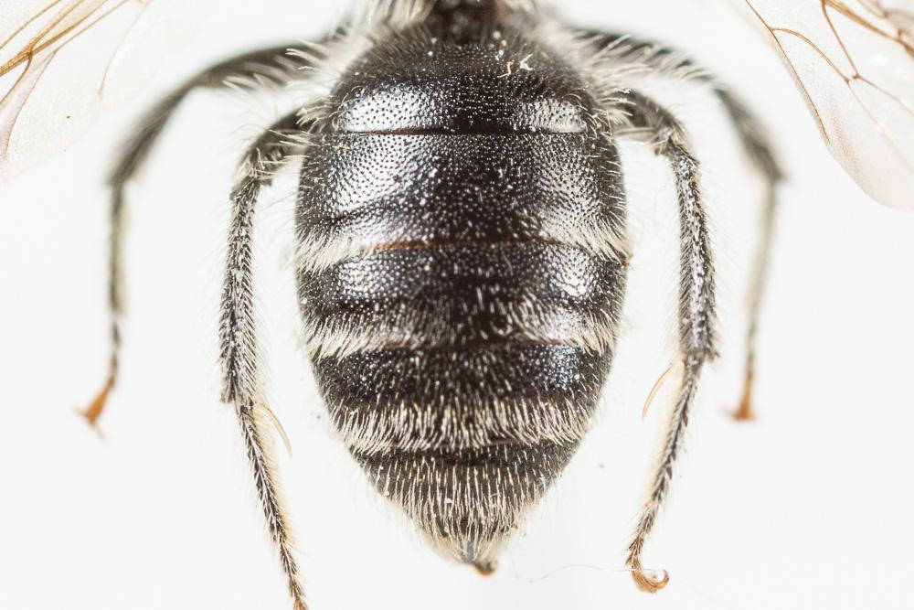 Andrena ventricosa Dours, 1873