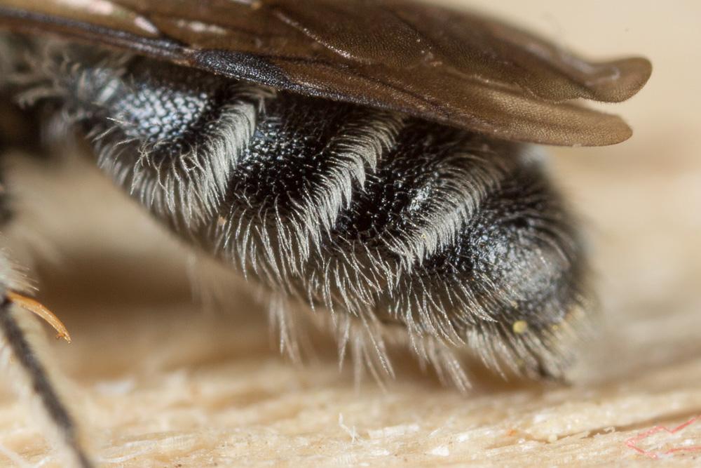 Andrena ventricosa Dours, 1873