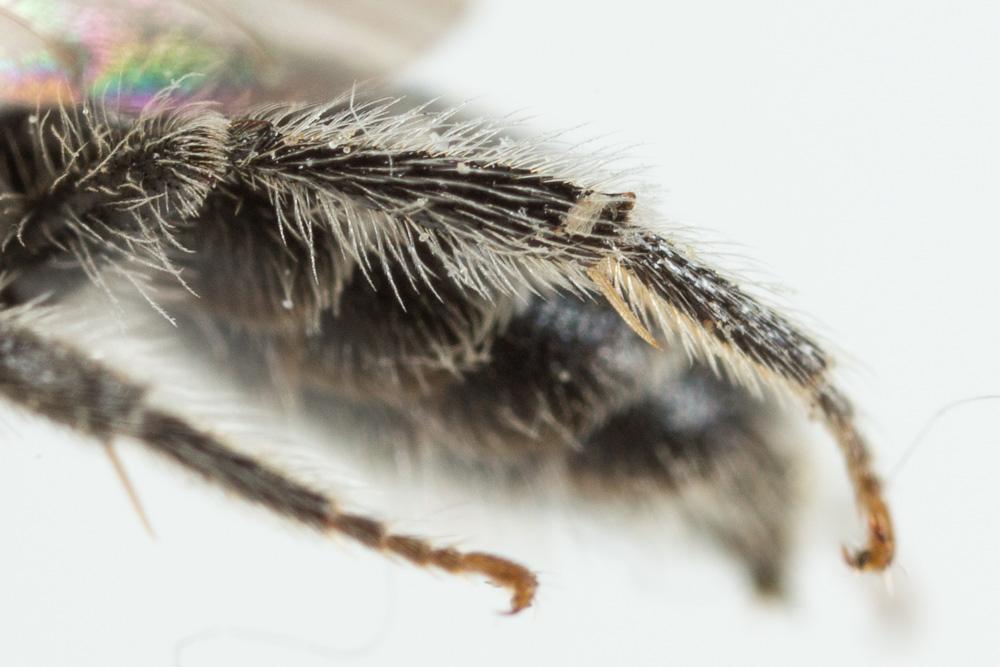 Andrena ventricosa Dours, 1873