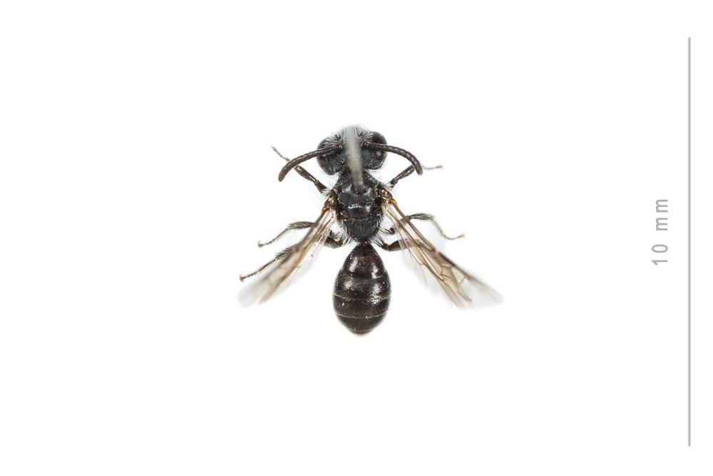  Andrena verticalis Pérez, 1895