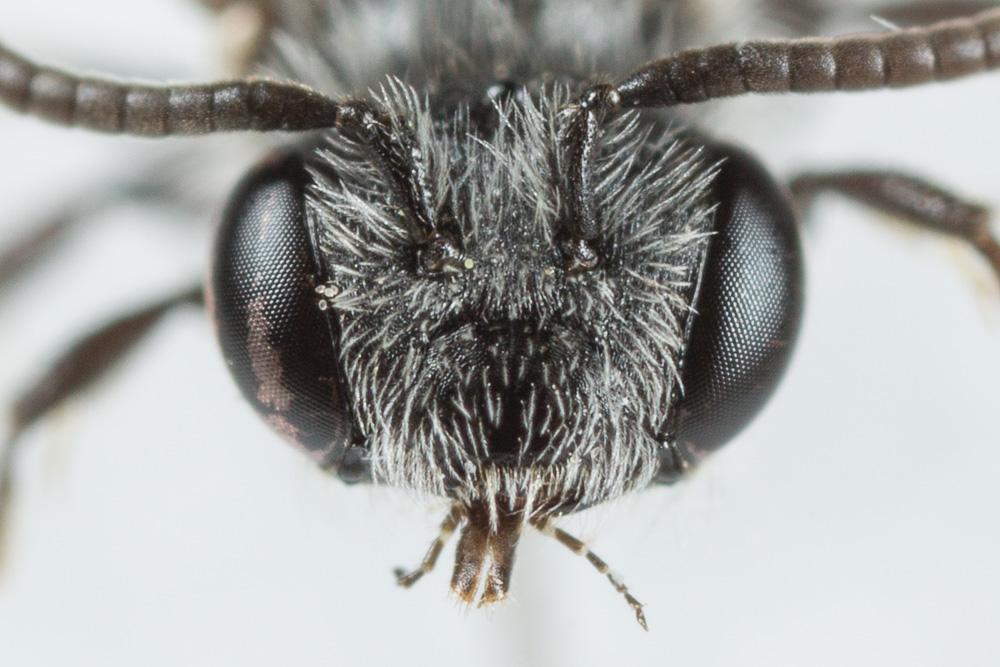 Andrena verticalis Pérez, 1895