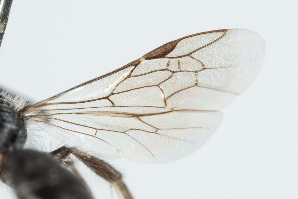 Andrena verticalis Pérez, 1895