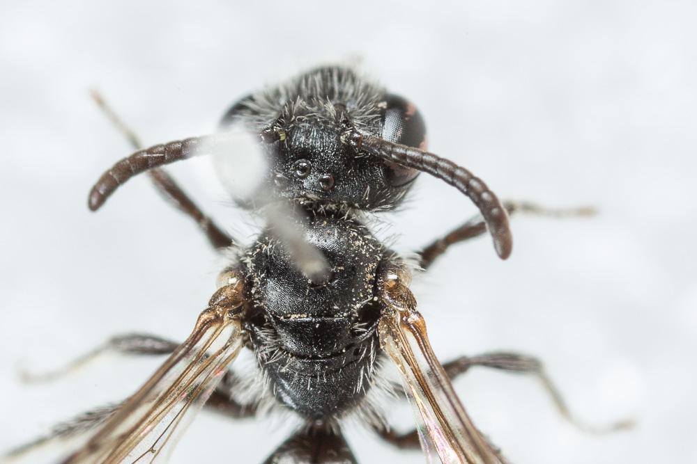 Andrena verticalis Pérez, 1895
