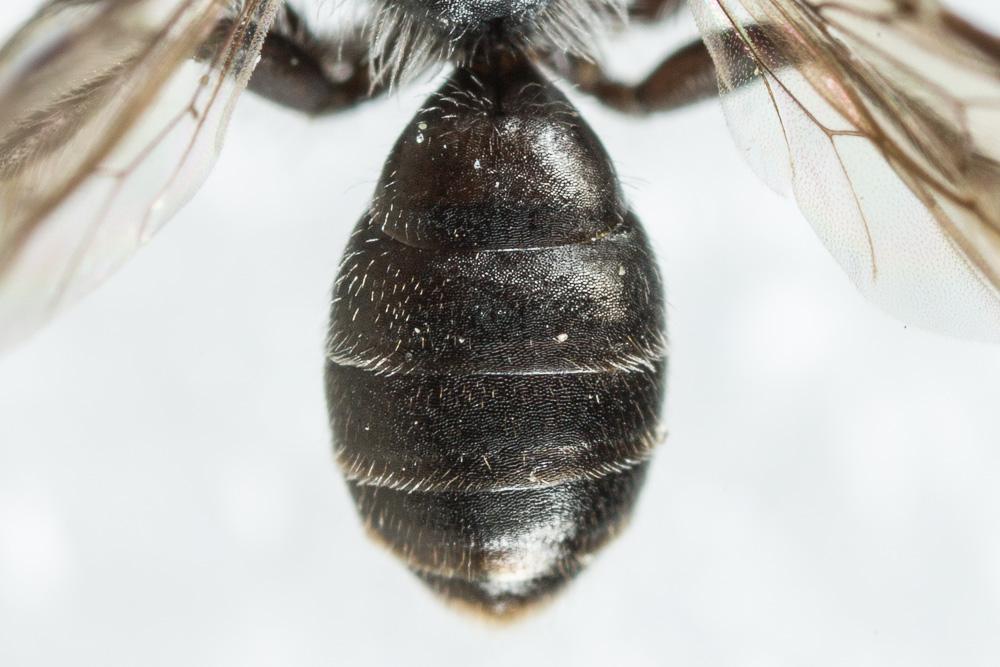  Andrena verticalis Pérez, 1895