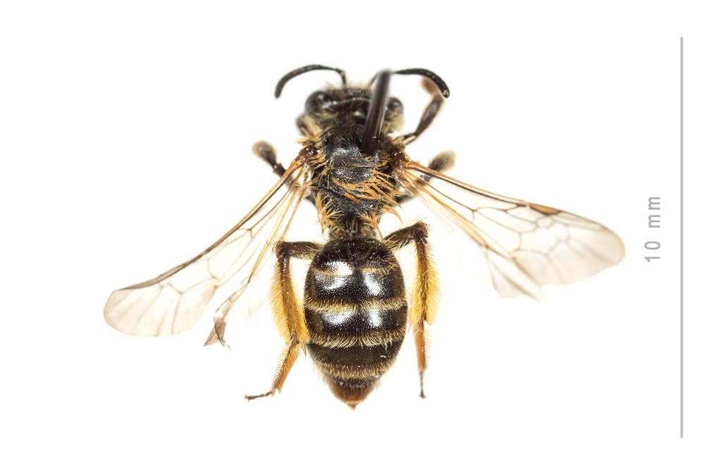 Andrena vulpecula Kriechbaumer, 1873
