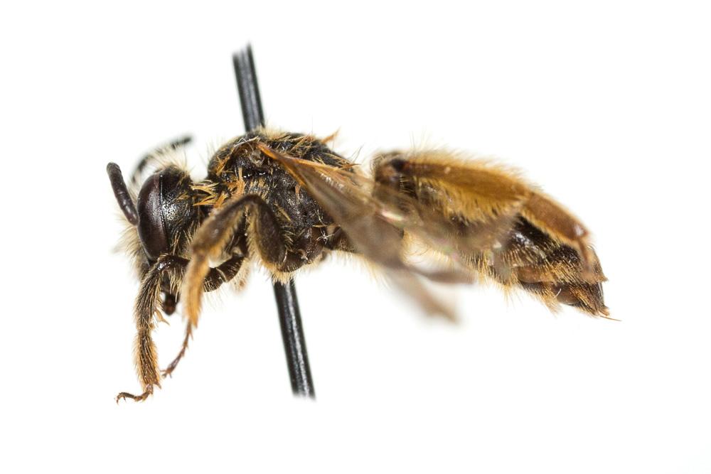 Andrena vulpecula Kriechbaumer, 1873