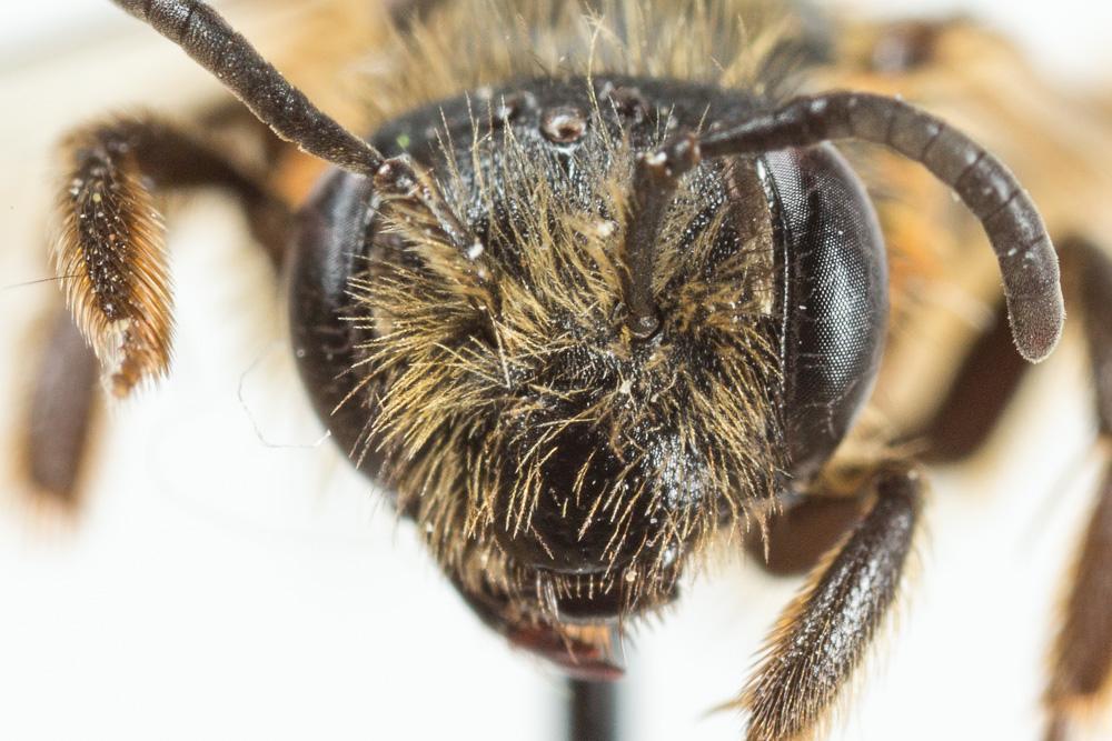 Andrena vulpecula Kriechbaumer, 1873