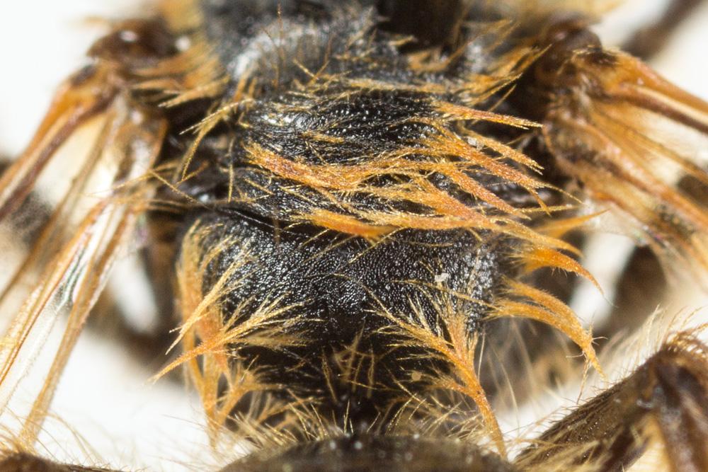 Andrena vulpecula Kriechbaumer, 1873