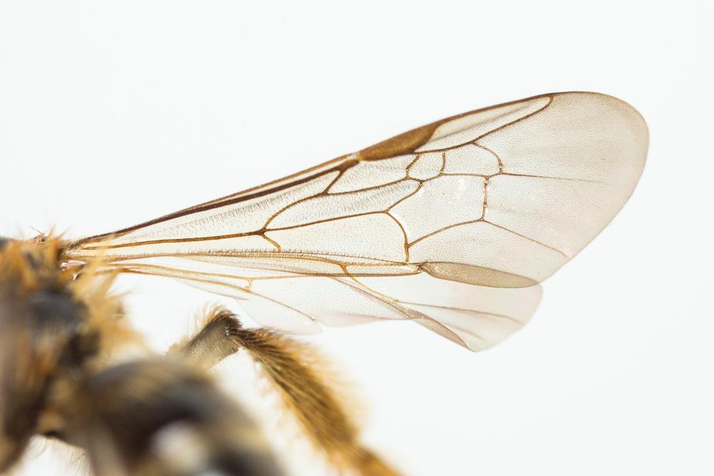  Andrena vulpecula Kriechbaumer, 1873