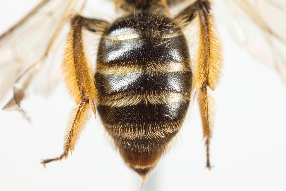  Andrena vulpecula Kriechbaumer, 1873