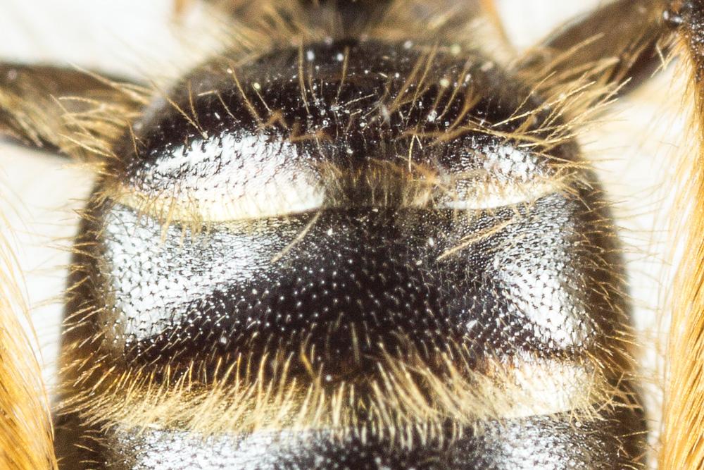  Andrena vulpecula Kriechbaumer, 1873