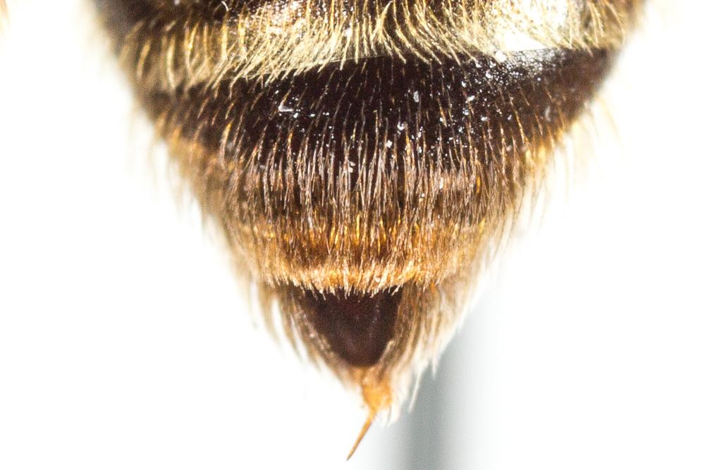  Andrena vulpecula Kriechbaumer, 1873