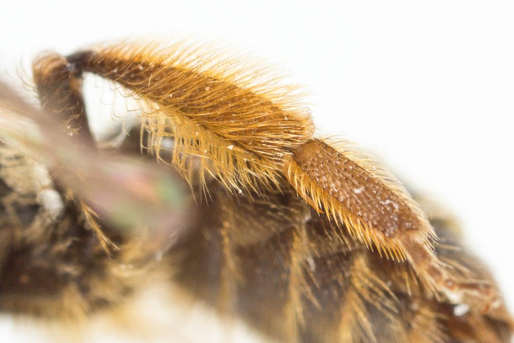 Andrena vulpecula Kriechbaumer, 1873