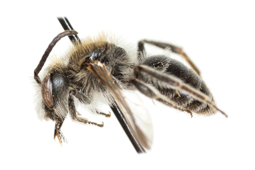  Andrena wilkella (Kirby, 1802)