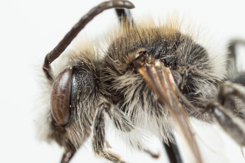  Andrena wilkella (Kirby, 1802)
