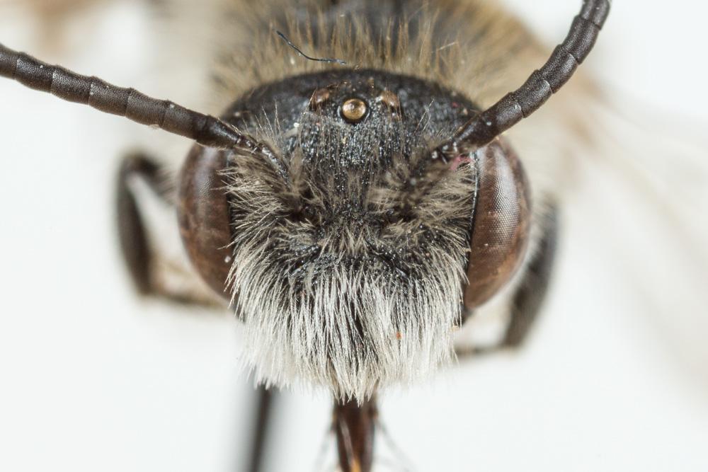  Andrena wilkella (Kirby, 1802)
