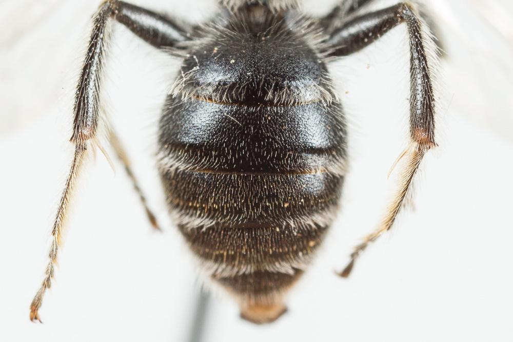  Andrena wilkella (Kirby, 1802)