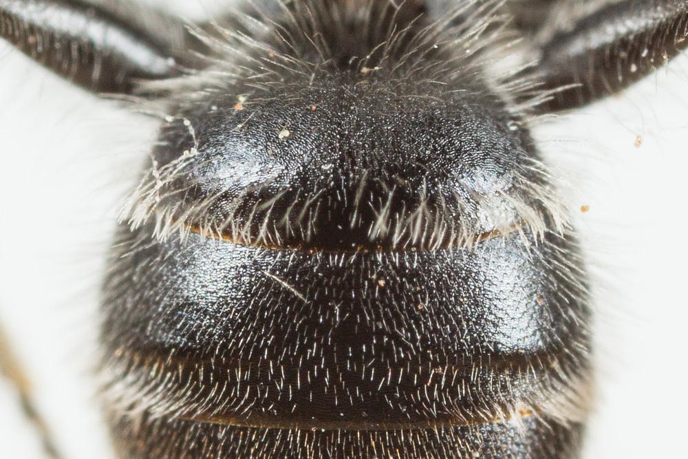  Andrena wilkella (Kirby, 1802)