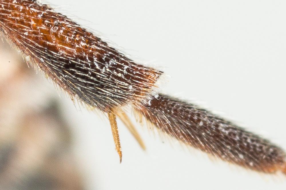 Nomada beaumonti Schwarz, 1967