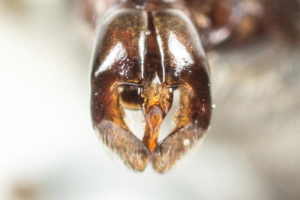  Andrena afzeliella (Kirby, 1802)
