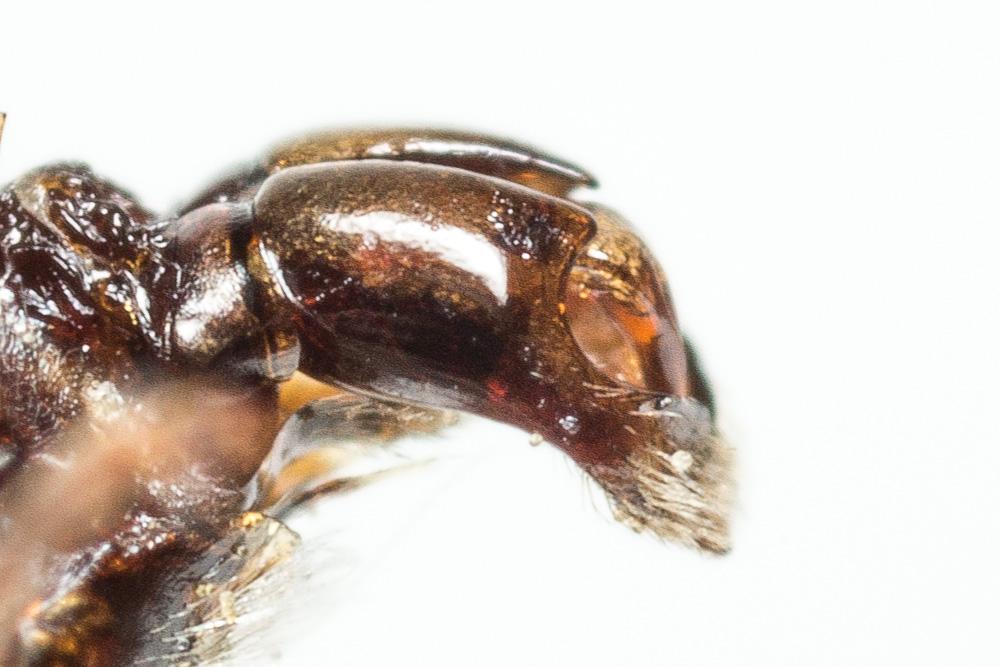 Andrena afzeliella (Kirby, 1802)