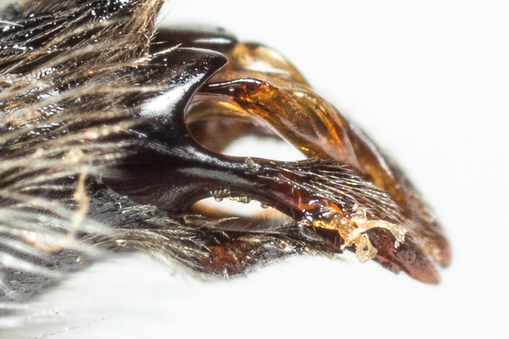 Andrena bicolorata (Rossi, 1790)
