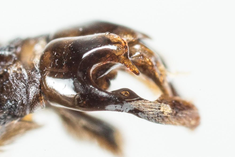 Andrena bimaculata (Kirby, 1802)