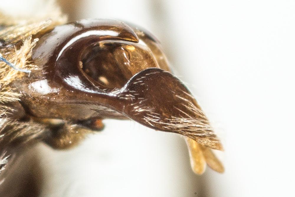 Andrena cinerea Brullé, 1832