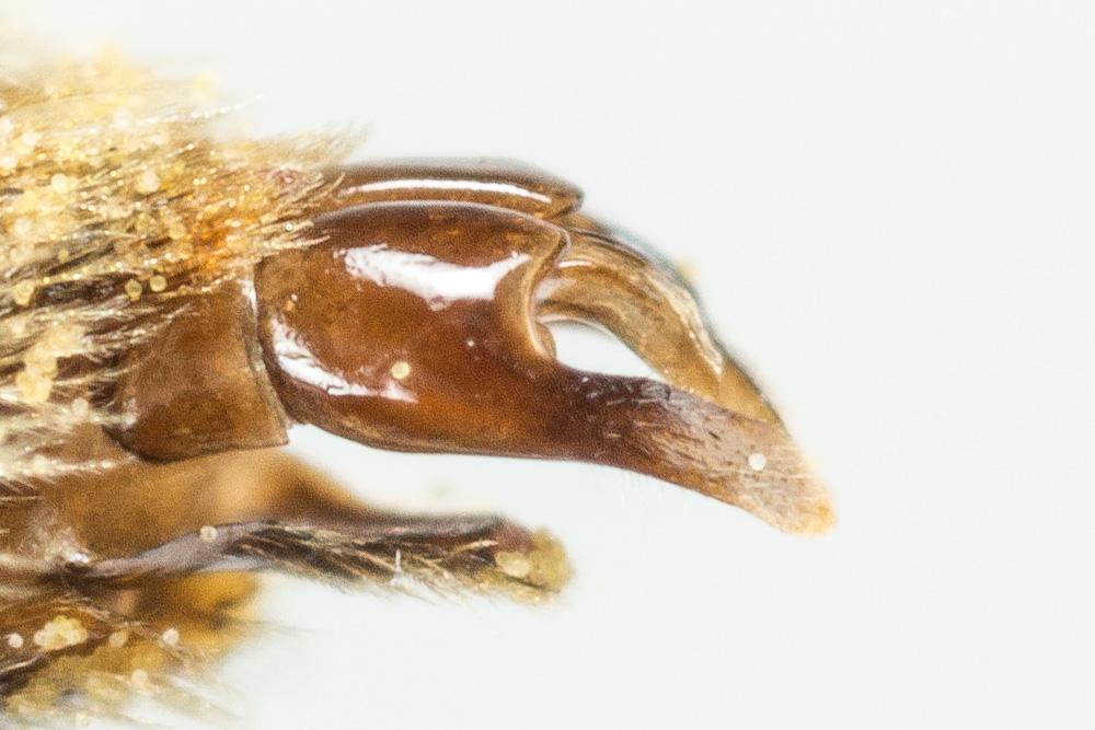 Andrena hesperia Smith, 1853