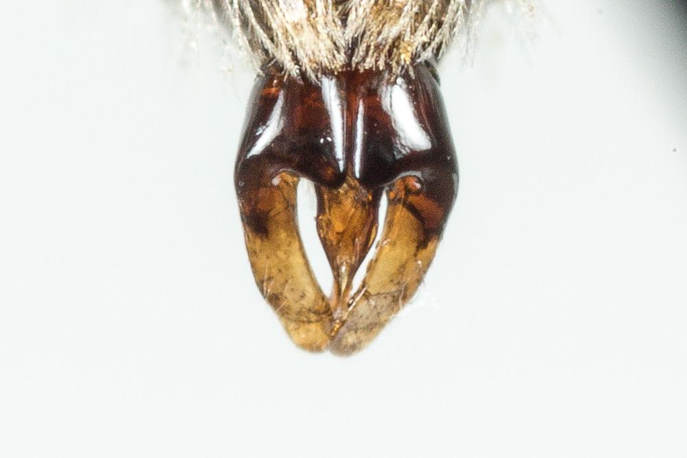 Andrena minutula (Kirby, 1802)