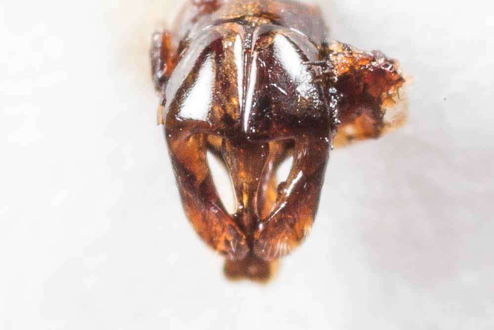 Andrena nana (Kirby, 1802)
