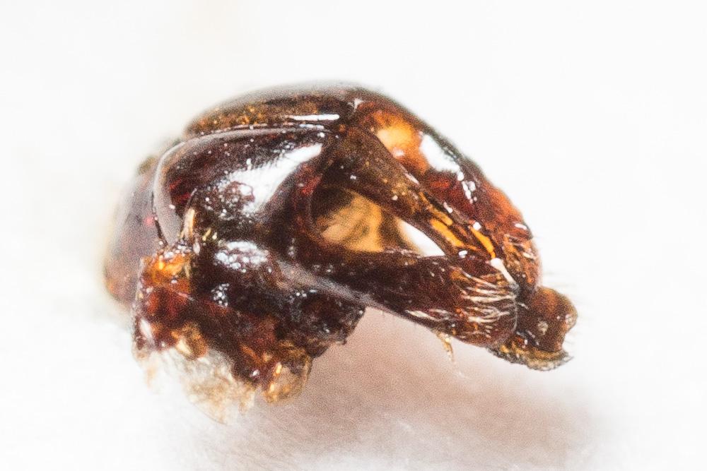  Andrena nana (Kirby, 1802)