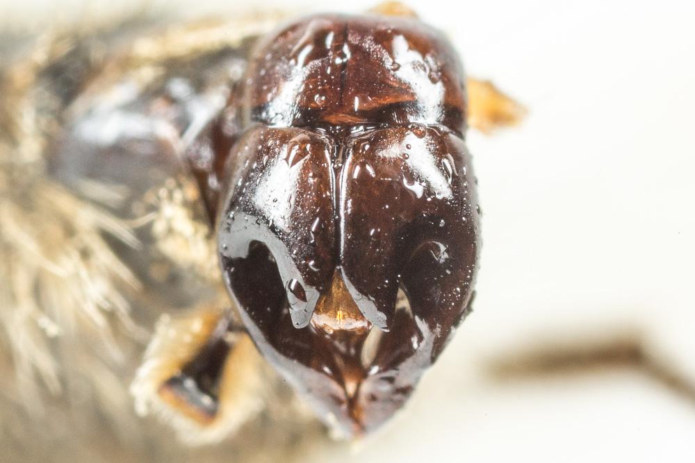Andrena nigroolivacea Dours, 1873