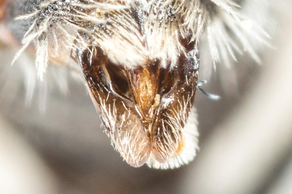 Andrena niveata Friese, 1887