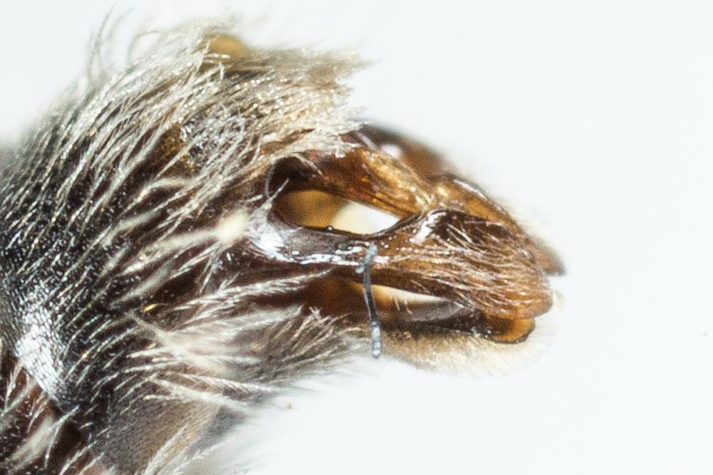 Andrena niveata Friese, 1887