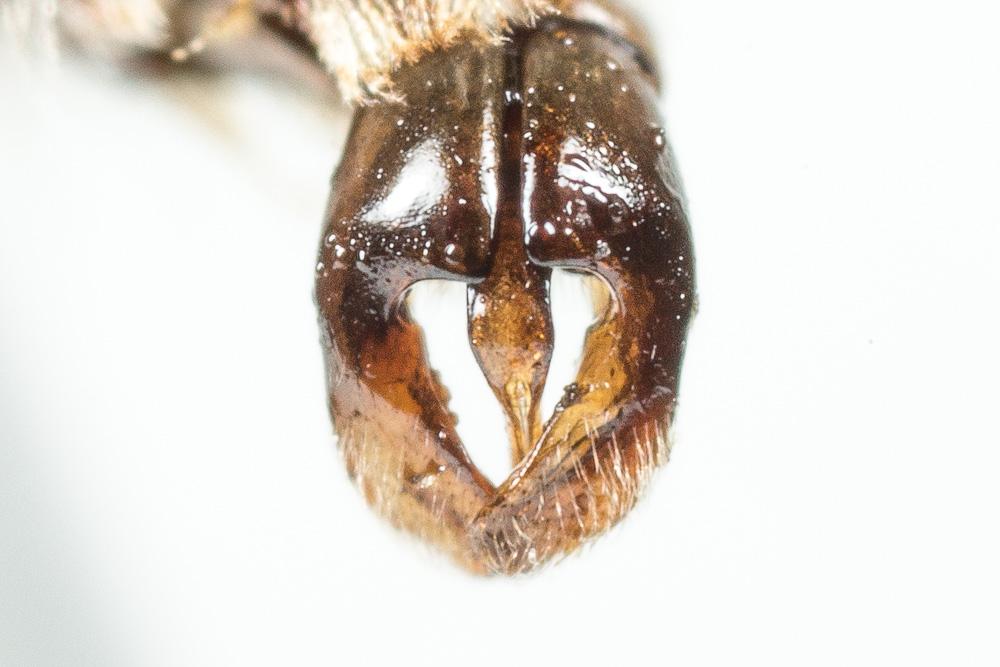  Andrena ovata
