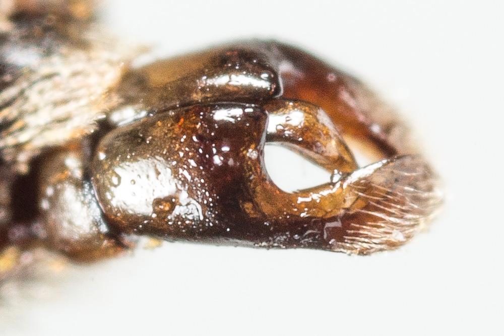  Andrena ovata