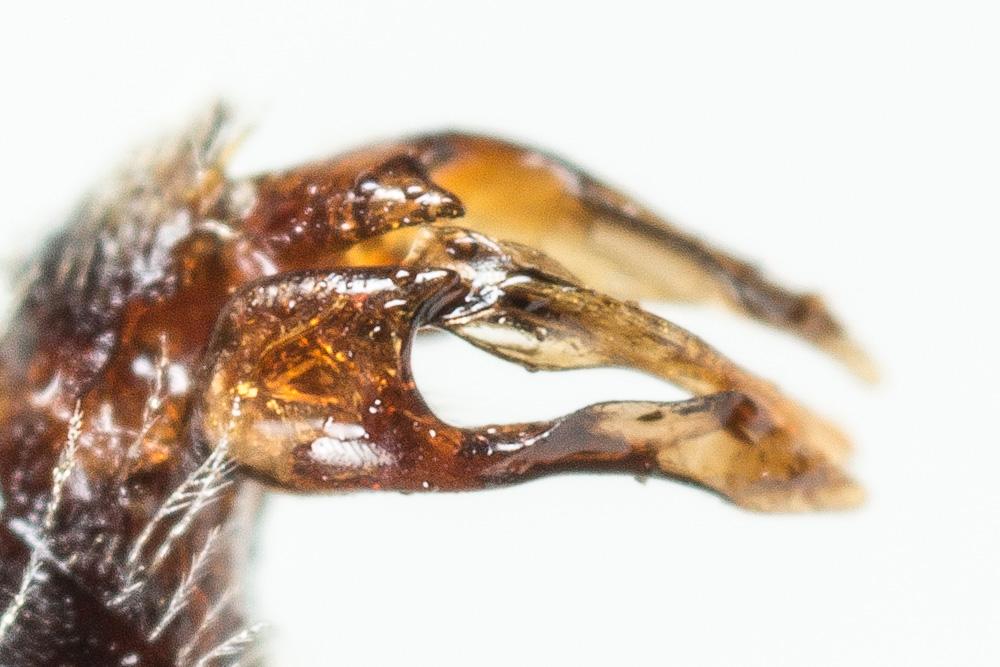  Andrena panurgina De Stefani, 1889