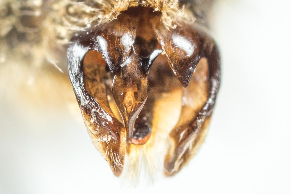 Andrena rhenana Stoeckhert, 1930