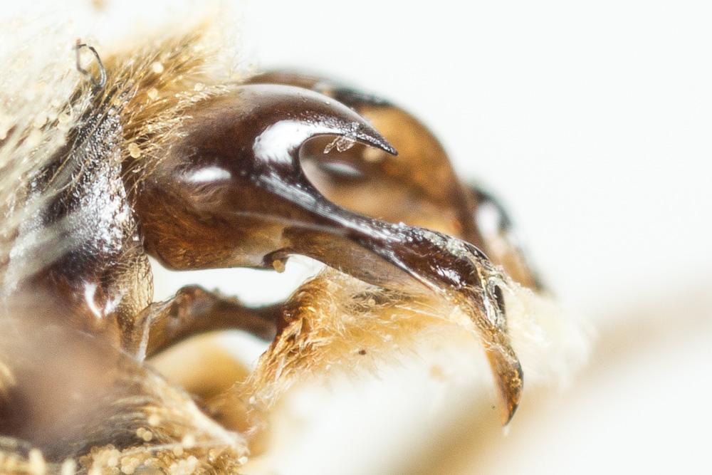 Andrena rhenana Stoeckhert, 1930