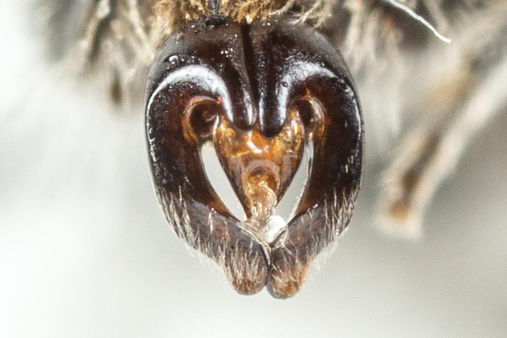  Andrena simontornyella Noskiewicz, 1939